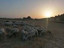ΚΤΗΝΟΤΡΟΦΙΚΟ ΑΓΡΟΚΤΗΜΑ MAGIC SHEEP FARM ΦΑΡΣΑΛΑ ΛΑΡΙΣΑ ΤΣΟΥΤΣΟΣ ΗΛΙΑΣ